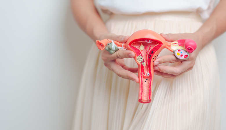 Female reproductive system model for gynecology awareness at Maan Hospital Bhopal